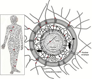 Oschman, connective tissue matrix