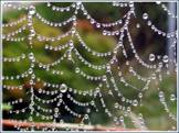 spiderweb dewdrops